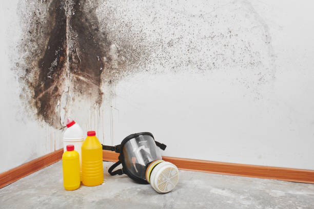 Best Emergency Mold Removal  in Fredericksburg, TX