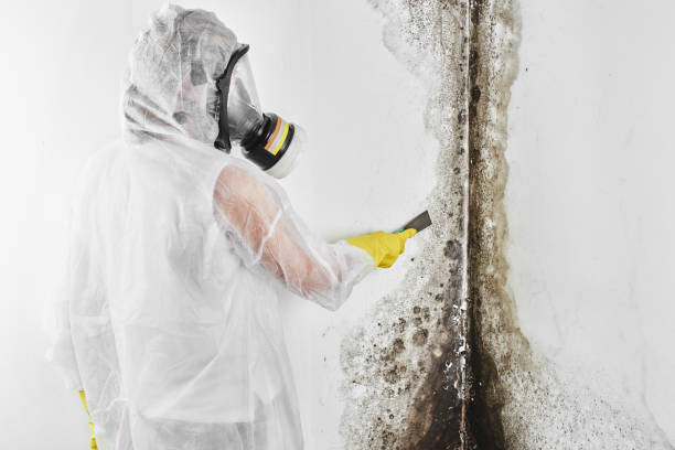 Best Office Mold Removal Services  in Fredericksburg, TX