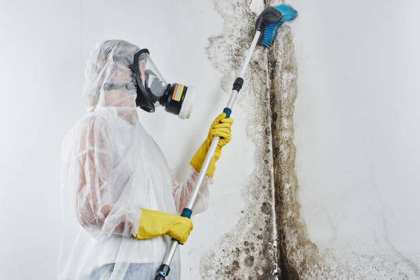 Best Black Mold Removal  in Fredericksburg, TX