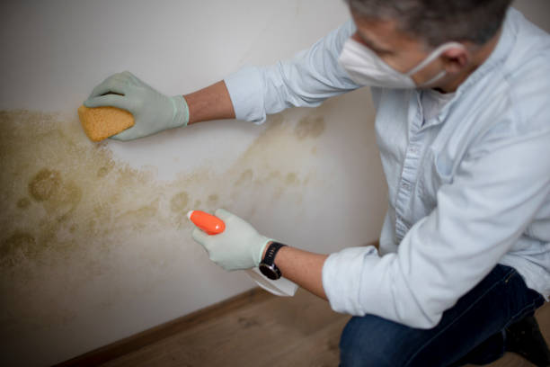 Best Mold Remediation  in Fredericksburg, TX