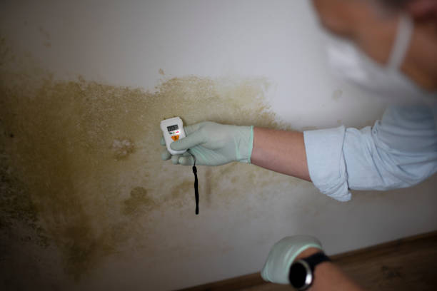 Best Mold Testing  in Fredericksburg, TX