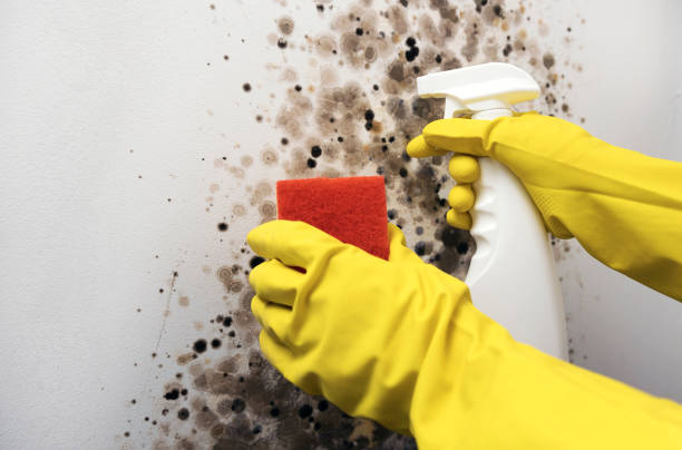 Best Mold Testing  in Fredericksburg, TX