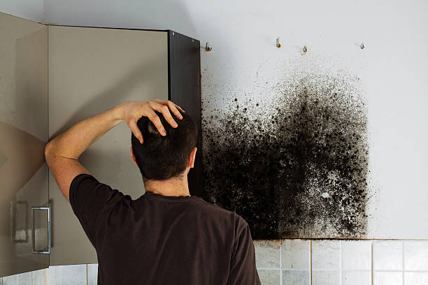 Best Mold Testing  in Fredericksburg, TX